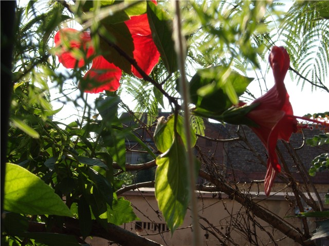 hibiskusdva